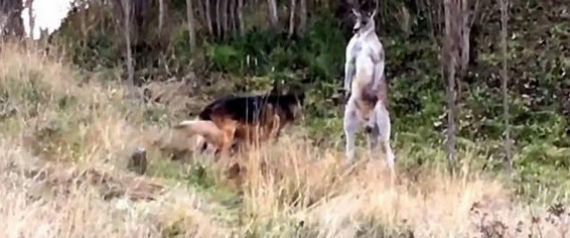 Σκύλος τσακώνεται με καγκουρό και τους χωρίζει αστυνομικός [βίντεο]