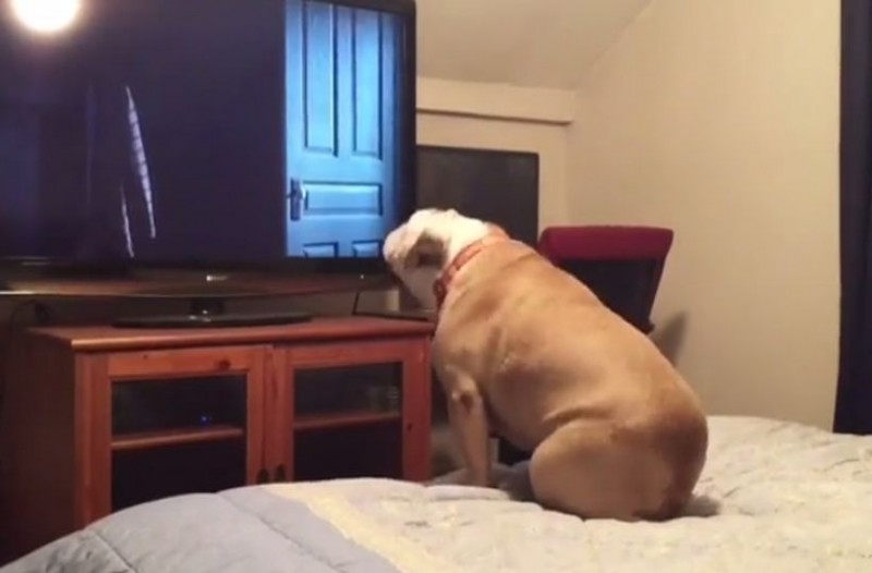 Βίντεο κατέγραψε τις ξεκαρδιστικές αντιδράσεις σκύλου που παρακολουθεί θρίλερ!