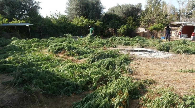 Ηλεία: Συγχωριανοί καλλιεργούσαν χασισόδεντρα