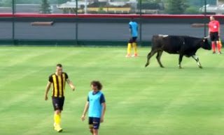 Μια…αγελάδα διέκοψε ποδοσφαιρικό αγώνα!!