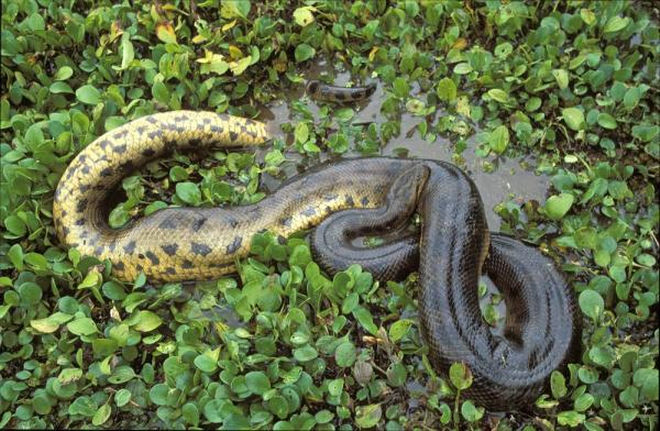 Αποτρόπαιο: Έτσι εξηγείται το πώς ένα φίδι τρώει ενήλικα άνθρωπο!