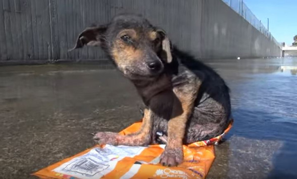 Πέταξαν σκυλάκι από 9 μέτρα ύψος – Δείτε τη μεταμόρφωσή του (βίντεο)