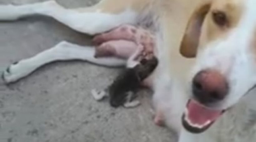 Λαμία: Σκυλίτσα θηλάζει γατάκι που πέταξαν στα σκουπίδια (βίντεο)