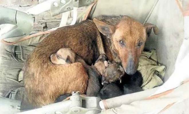 Συγκλονιστικό! Αδέσποτη σκυλίτσα θήλαζε ΑΝΘΡΩΠΙΝΟ νεογέννητο μωρό που πέταξε στα σκουπίδια η μαμά του