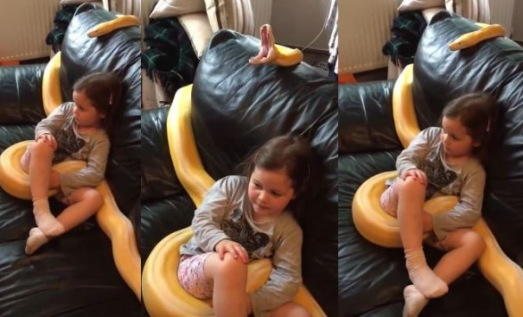 Κοριτσάκι βλέπει τηλεόραση αγκαλιά με ένα τεράστιο φίδι (βίντεο)