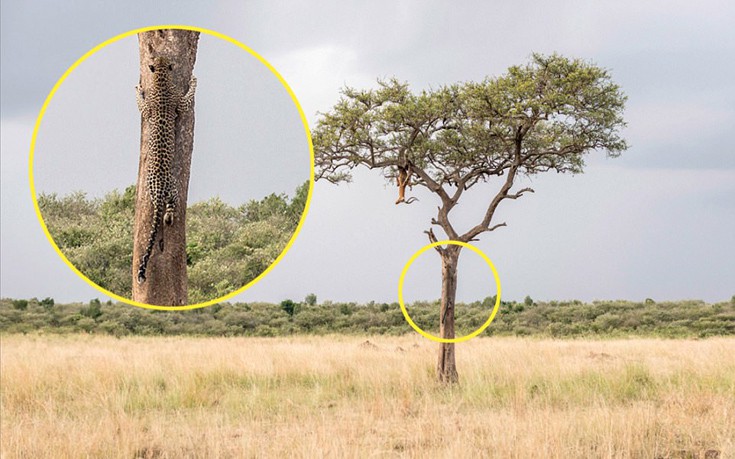 Μπορείτε να βρείτε την καμουφλαρισμένη λεοπάρδαλη στην εικόνα;