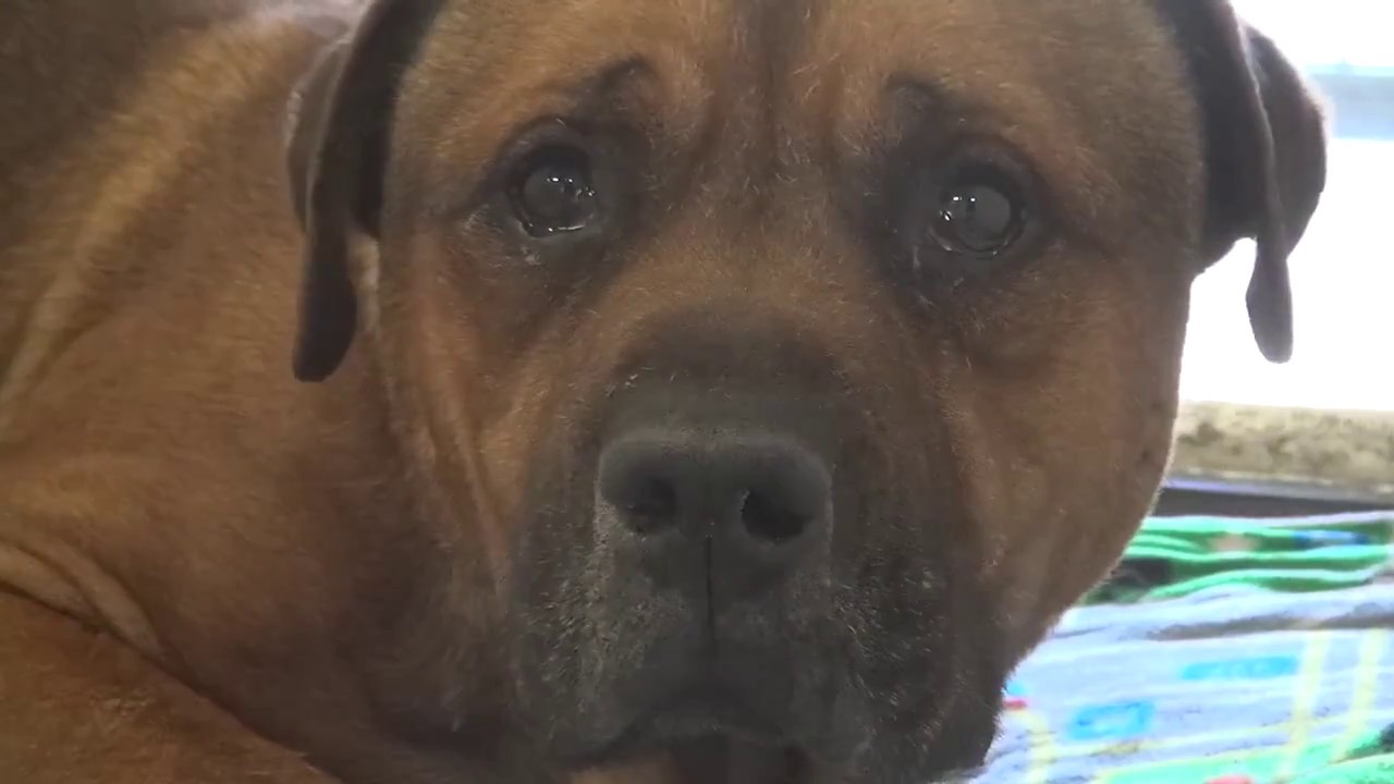 Σκυλάκος εγκαταλείπεται σε καταφύγιο – Το σπαρακτικό κλάμα του ραγίζει καρδιές (βίντεο)