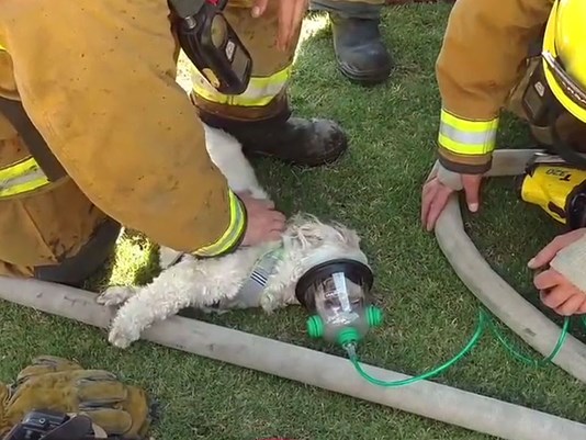 Καλιφόρνια: Πυροσβέστες έσωσαν σκυλάκι από φλεγόμενο σπίτι (βίντεο)