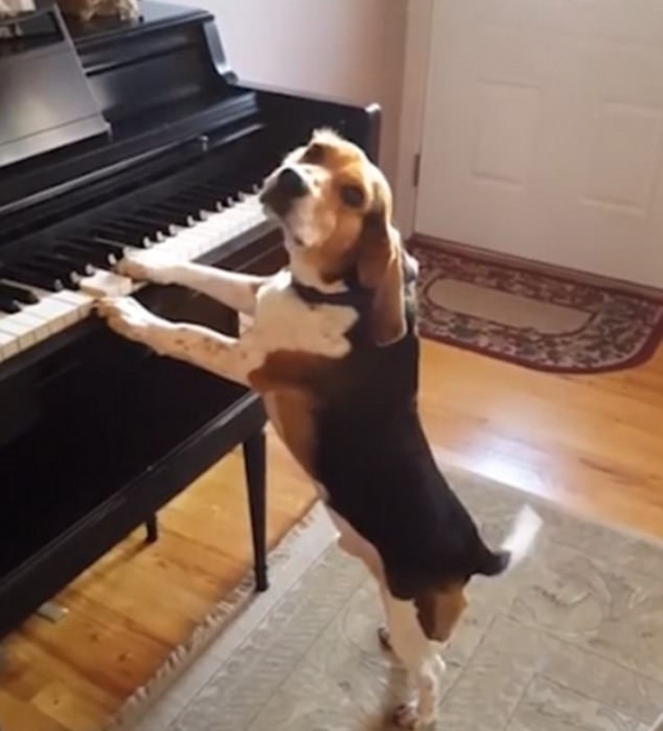 Ξεκαρδιστικό βίντεο: Ο πολυτάλαντος σκύλος που παίζει πιάνο και τραγουδάει