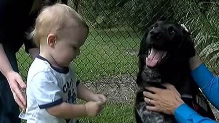 Σκύλος έσωσε παιδάκι που δεχόταν κακοποίηση από τη νταντά του [βίντεο]