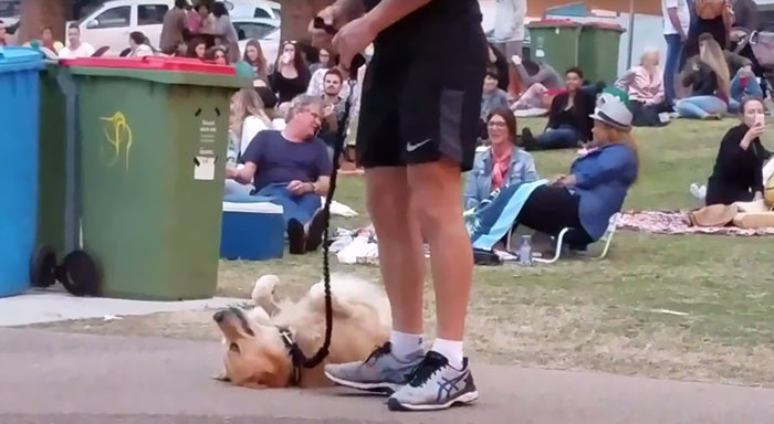 Ο σκύλος που ΠΡΑΓΜΑΤΙΚΑ δεν ήταν έτοιμος να φύγει ακόμα (βίντεο)