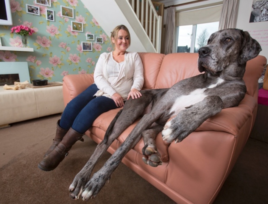 Αυτός είναι ο μεγαλύτερος σκύλος στον κόσμο (βίντεο)