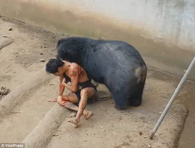 Αρκούδα καταβρόχθισε τουρίστα που κούναγε φαγητό μπροστά της επιδεικτικά