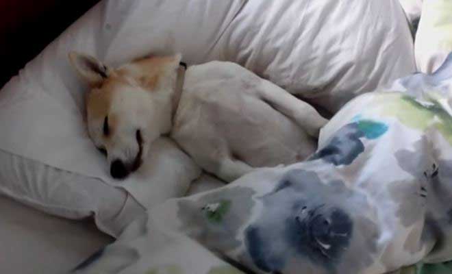 Απολαυστικό βίντεο: Κουτάβι κάνει ότι κοιμάται για να μην πάει στον κτηνίατρο!