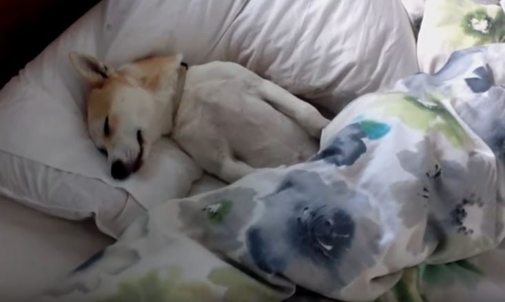 Επικό βίντεο: Κουτάβι κάνει ότι κοιμάται για να… γλιτώσει τον κτηνίατρο!