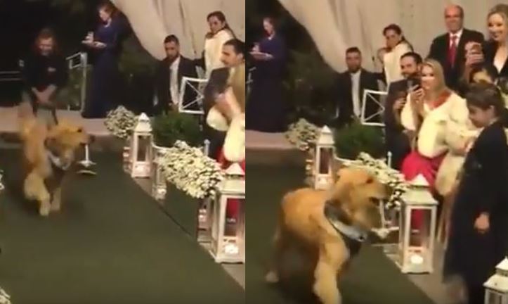 Κι όμως: Έκανε τον σκύλο του κουμπάρο στον γάμο του! (βίντεο)