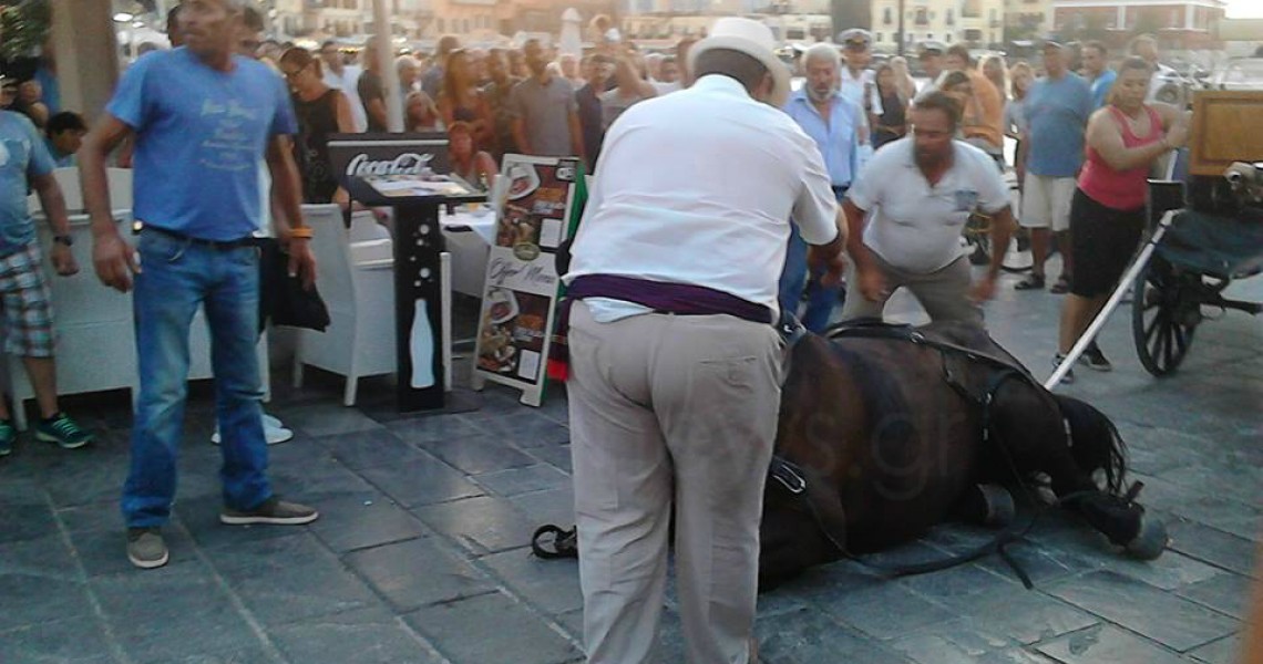 Χανιά: Άλογο άμαξας κατέρρευσε στο Ενετικό λιμάνι [φωτο]