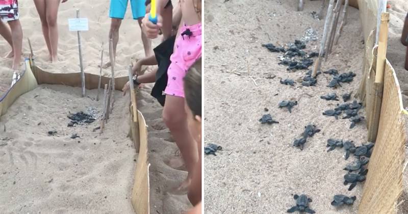 Παιδιά βοηθούν χελωνάκια να βρουν το δρόμο προς τη θάλασσα στην Μεσσηνία
