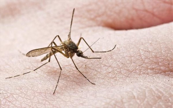 Σύσκεψη στο ΚΕΕΛΠΝΟ για τα νοσήματα που μεταδίδονται από κουνούπια