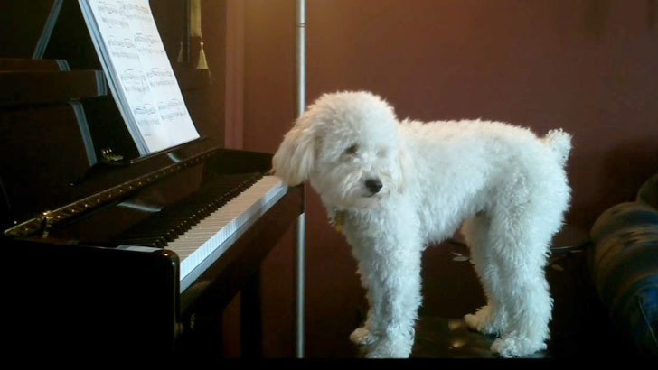 Σκύλος παίζει πιάνο και ουρλιάζει σπαρακτικά όποτε τον αφήνουν μόνο στο σπίτι [βίντεο]
