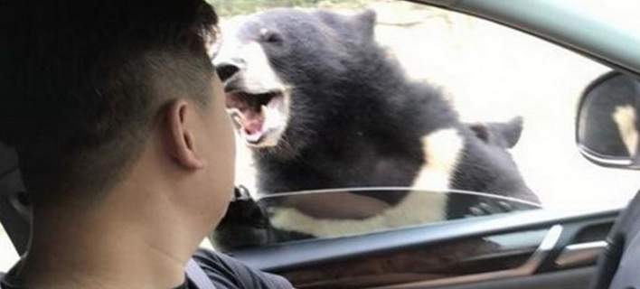 Κίνα: Πήγε να ταΐσει πεινασμένη αρκούδα και τον δάγκωσε [βίντεο]