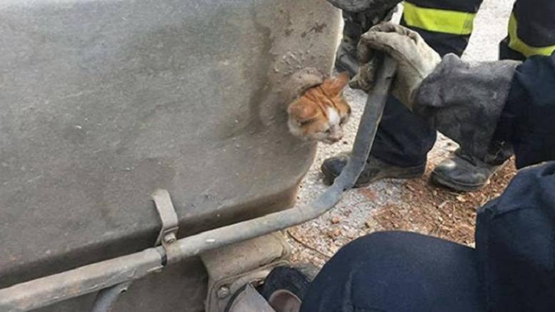 Πεινασμένο γατάκι εγκλωβίστηκε σε κάδο απορριμάτων – Η διάσωσή του από την Πυροσβεστική (εικόνες)