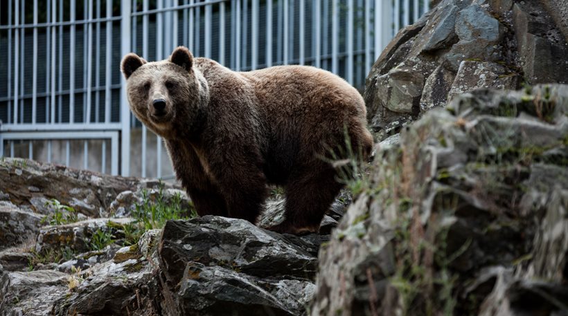 Φλώρινα: Αρκούδα επιτέθηκε και τραυμάτισε άνδρα