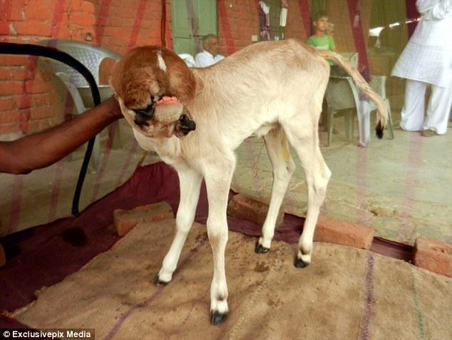 Απίστευτο: Με 5 στόματα γεννήθηκε ένα μοσχαράκι στην Ινδία!  [photos + video]