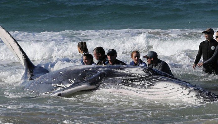 Ηράκλειο: Φάλαινα ξεβράστηκε στην ακτή – Επιχείρηση για τη διάσωσή της
