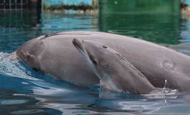 Όταν είδαν το θηλυκό δελφίνι να σκοτώνει το μικρό του, πάγωσαν. Μόλις όμως κατάλαβαν ΓΙΑΤΙ το έκανε, τους σηκώθηκε η τρίχα!