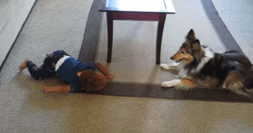 Κανείς δεν πίστευε πως ο σκύλος και το μωρό τους θα μπορούσαν να κάνουν κάτι τέτοιο! Όποτε πήραν μια κάμερα και κατέγραψαν αυτό που θα δείτε…