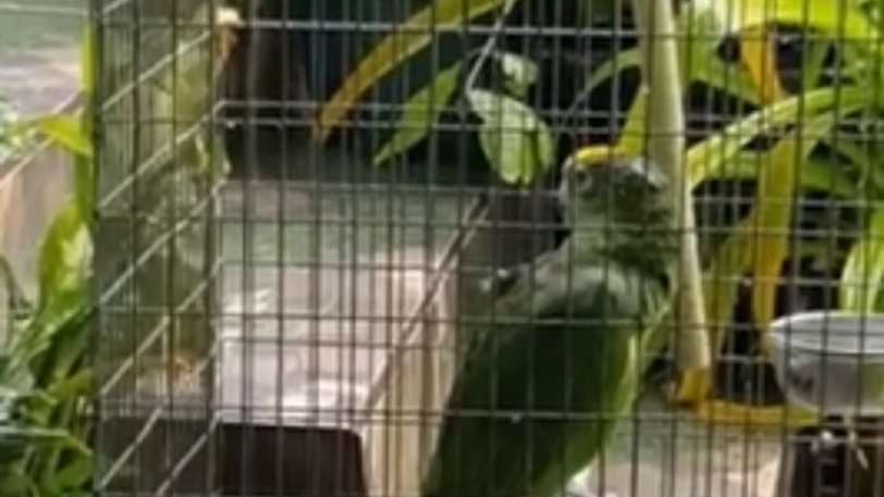 Παπαγάλος τραγουδάει το «Chandelier» της Σία και μας αφήνει άφωνους [βίντεο]