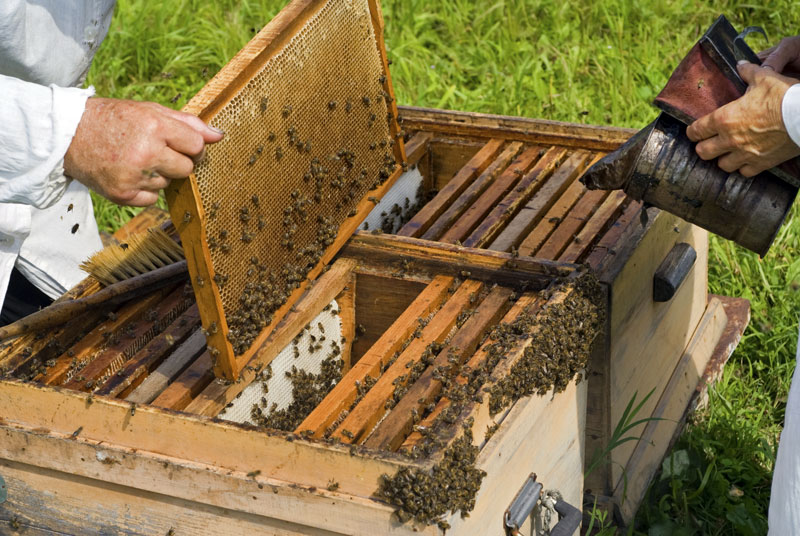 Ρέθυμνο: Συνελήφθη 51χρονος που δηλητηρίασε 40 κυψέλες μελισσών