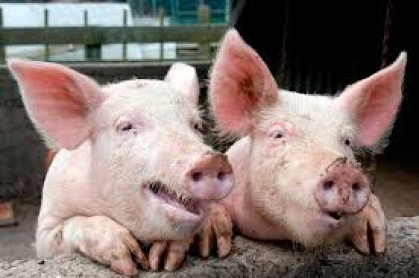 O στάβλος με γουρούνια »μπόντιμπίλντερς», που προκαλεί διαμαρτυρίες (ΕΙΚΟΝΕΣ)