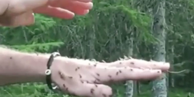 Το ένα του χέρι είναι γεμάτο μυρμήγκια. Τώρα προσέξτε ΤΙ θα συμβεί καθώς κουνάει το άλλο χέρι του από πάνω τους.. Απίστευτο!