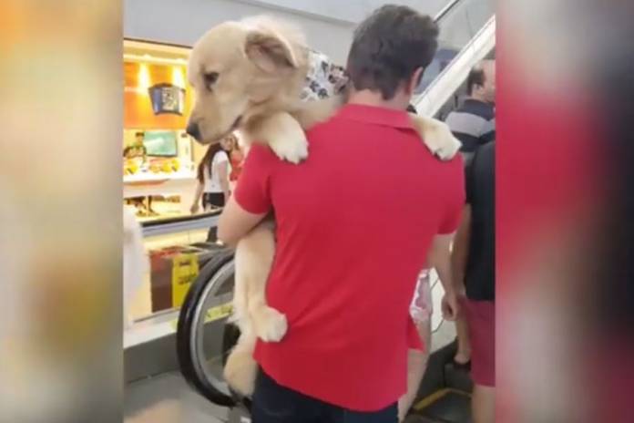 Σκύλος «τρέμει» τις κυλιόμενες σκάλες και γίνεται viral [βίντεο]