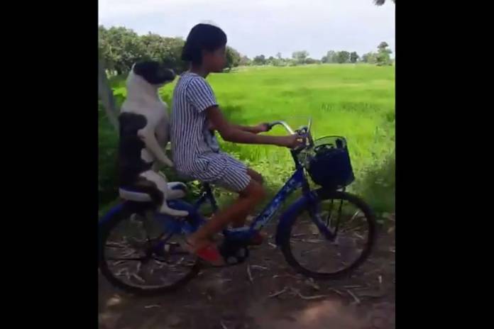 Σκύλος πάει βόλτα με ποδήλατο και τρελαίνει το Διαδίκτυο [βίντεο]