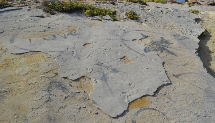 Στη Θεσσαλονίκη βρήκαν τα απολιθώματα που εκλάπησαν από την Κίσσαμο