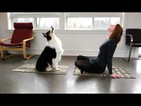 Η πιο διασκεδαστική προπόνηση: Δείτε τον σκύλο που είναι "αστέρι" στη γιόγκα! (βίντεο)