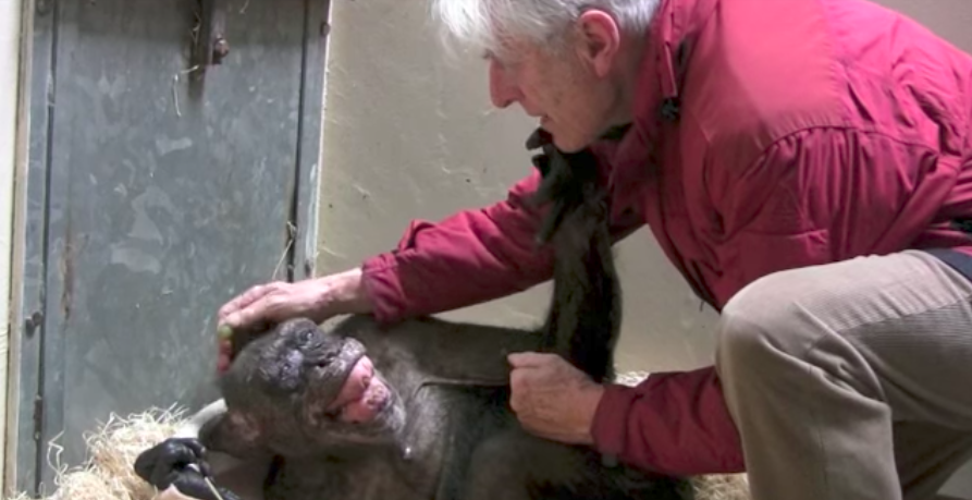 Ετοιμοθάνατος θηλυκός χιμπατζής αποχαιρετά τον άνθρωπο που κάποτε τη φρόντιζε (βίντεο)