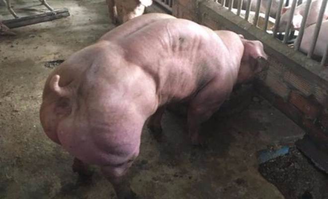 Εικόνες τρόμου από τα υπερμεγέθη γουρούνια της Καμπότζης