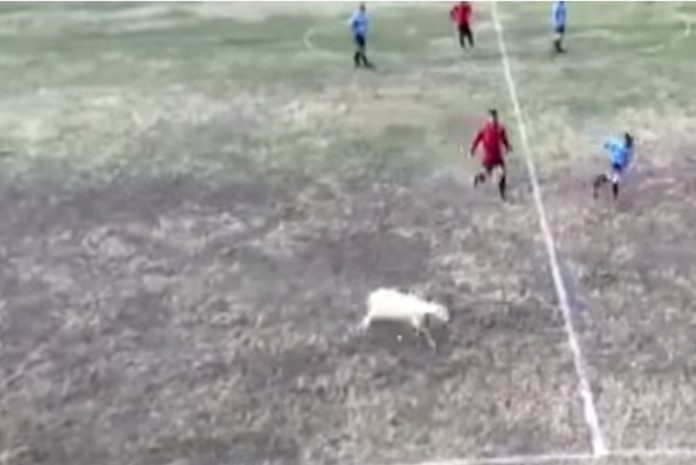 Ποδοσφαιριστές στα Τρίκαλα κυνηγούσαν προβατίνα μέσα στο γήπεδο [βίντεο]