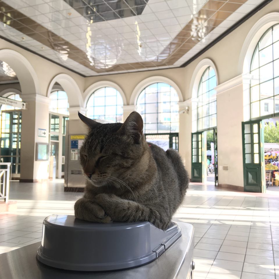 Η γάτα-μασκότ του Ηλεκτρικού στο Μοναστηράκι (εικόνες & βίντεο)
