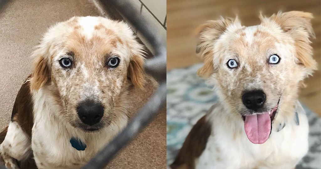 Υιοθέτησε σκύλο για τα 25α γενέθλια της – Οι φωτογραφίες πριν και μετά "τα λένε όλα" (εικόνες)