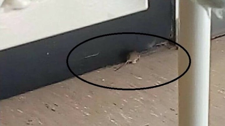 Καταγγελία: Ποντίκι στην Παιδιατρική Κλινική του Πανεπιστημιακού Νοσοκομείου Ηρακλείου (εικόνα)
