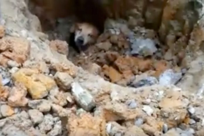 Επίμονος ιδιοκτήτης σκάβει για ώρες για να σώσει τον παγιδευμένο σκύλο του [βίντεο]