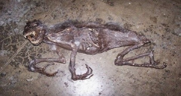 Η φωτογραφία που κάνει τον γύρο του διαδικτύου: Τι είναι αυτό το απίστευτα τρομακτικό πλάσμα που βρέθηκε σε υπόγειο;