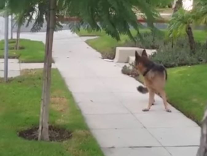 Αυτός ο σκύλος συνειδητοποιεί ότι δεν τον ακολουθεί πια το αφεντικό του – Η αντίδρασή του έγινε viral (βίντεο)