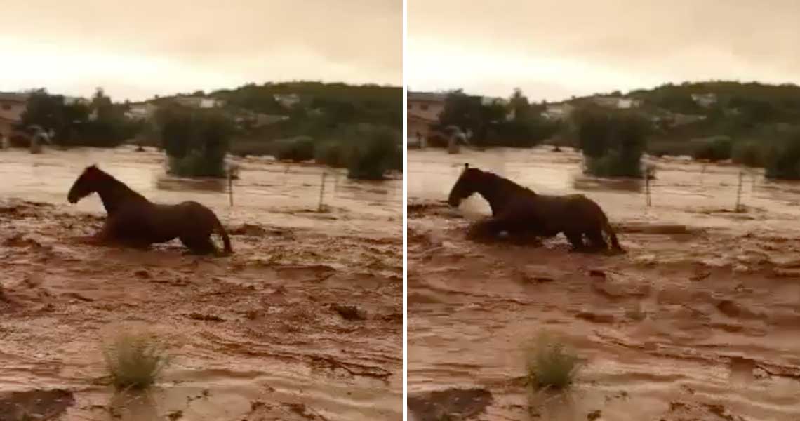 Συγκλονιστικό βίντεο: Άλογο παλεύει με χείμαρρο στη Μάνδρα και βγαίνει ζωντανό
