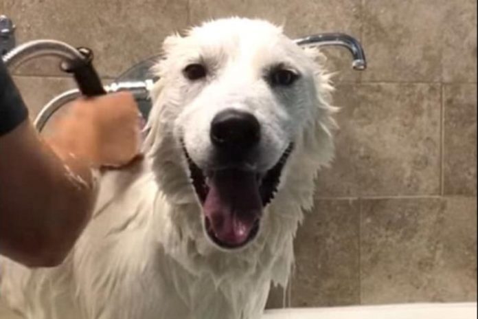 Αξιολάτρευτος σκύλος απολαμβάνει το μπάνιο του φωνάζοντας… "μαμά" [βίντεο]
